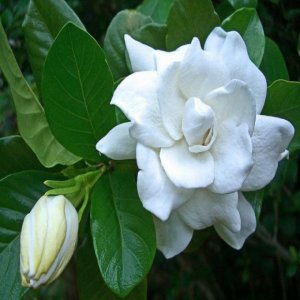Gardenia plant