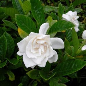 Gardenia plant