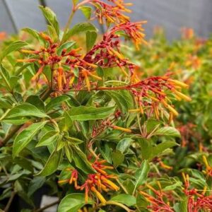 Hamelia Patens