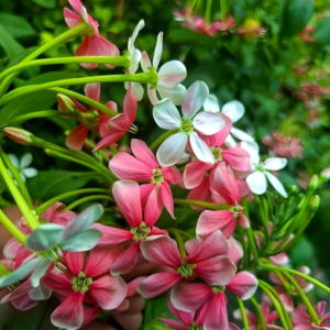 Madhabi lata dwarf