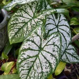 Caladium White Xmas bulb