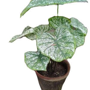 Caladium White Xmas bulb