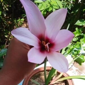 Jumbo Rain Lily Bulbs (1 nos)