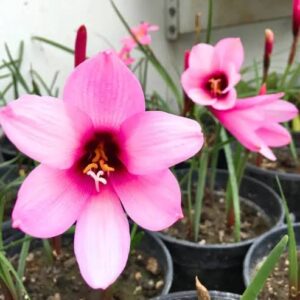 Jumbo Rain Lily Bulbs (1 nos)