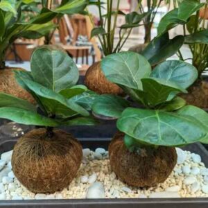 Fiddle Leaf Fig Plant Sapling