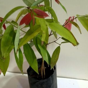 Nagkesar Plant