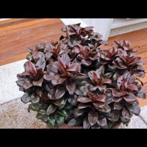 cordyline baby doll plant