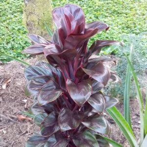 cordyline baby doll plant