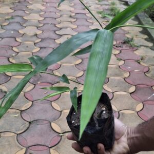 Buddha belly bamboo plant