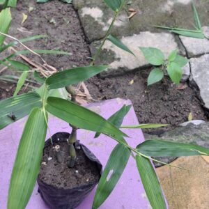 Buddha belly bamboo plant